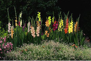 《使命召唤》开发商大锤游戏公布全新Logo